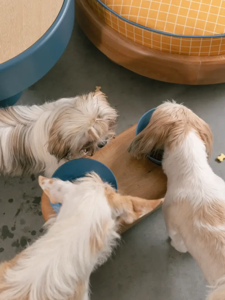 Comedero elevado de perros Randy